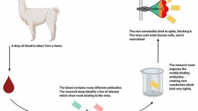 آنتی بادی های خون شتر جاویدان ، coronavirus را خنثی می کنند