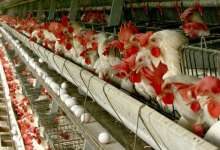 رشد ۱۱ درصدی جوجه‌ریزی در کردستان