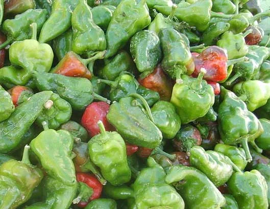 همدان