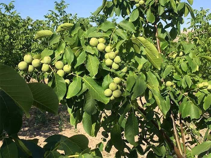 کسب و کار ایرانیان