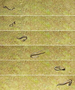 snake-cartwheel-642x769.jpg