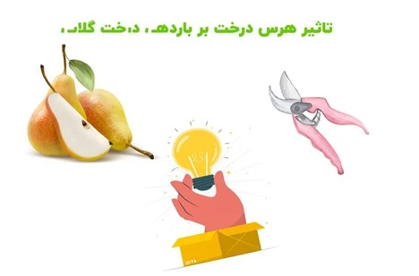 گلاب