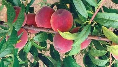 کسب و کار ایرانیان