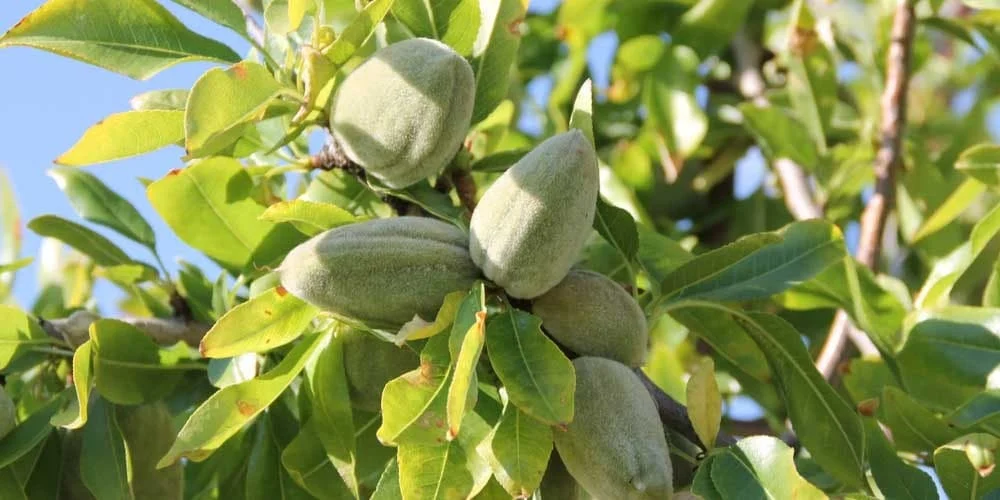 کسب و کار ایرانیان