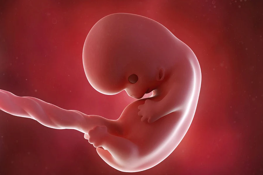 The fifth month of pregnancy and its care