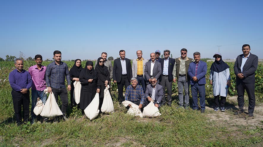 یاید در تولید پنبه کشور به خودکفایی برسیم