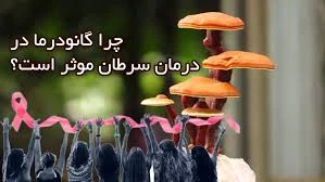 گانودرما